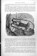 Original Old Antique Print Spiny Lobster Palinurus Vulgaris C1890 Victorian