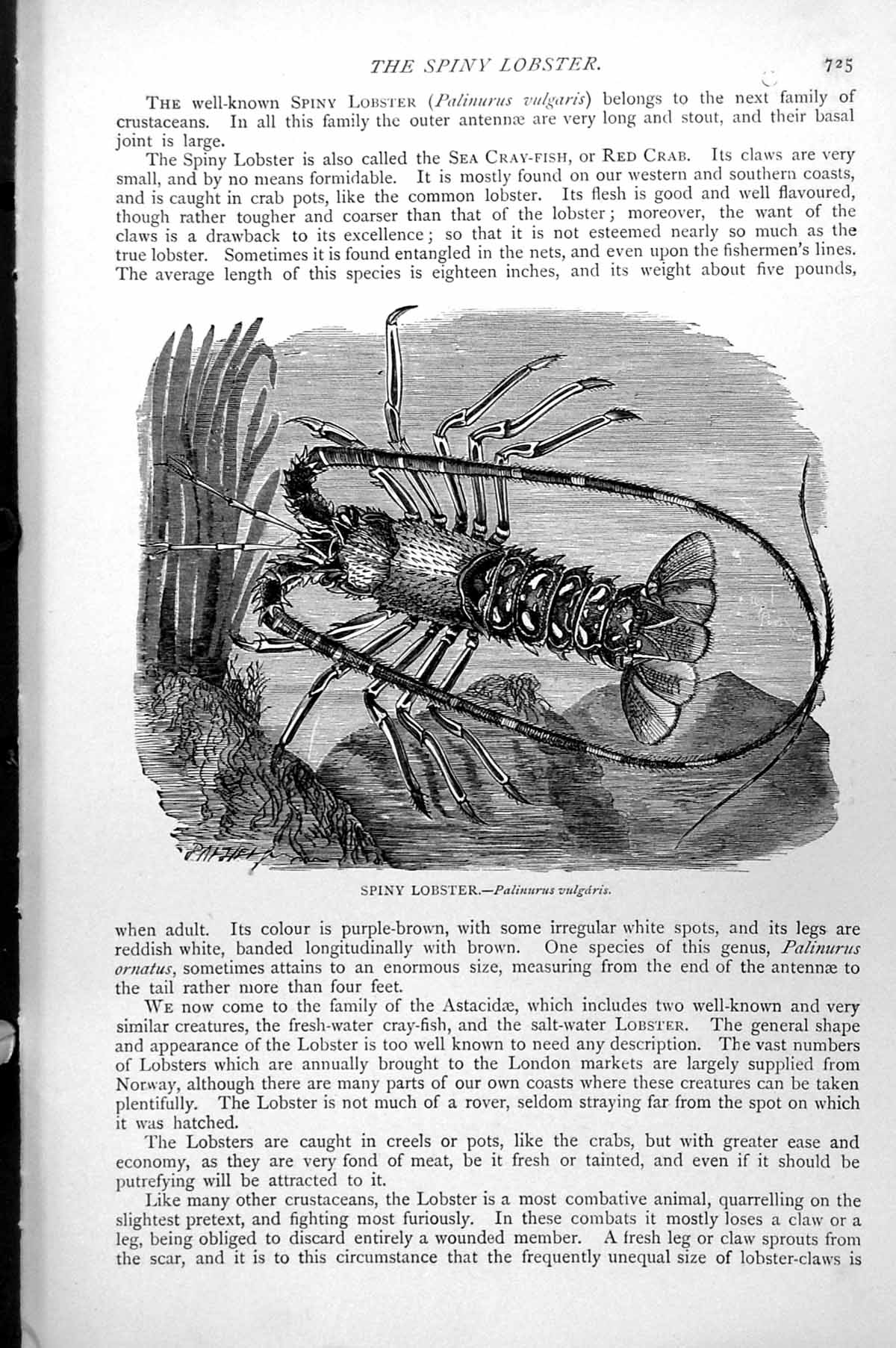 Original Old Antique Print Spiny Lobster Palinurus Vulgaris C1890 Victorian