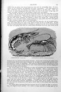 Antique Old Print Sword-Shrimp Penoeus Ensis Ring-Horned Prawn Pandalus C1890