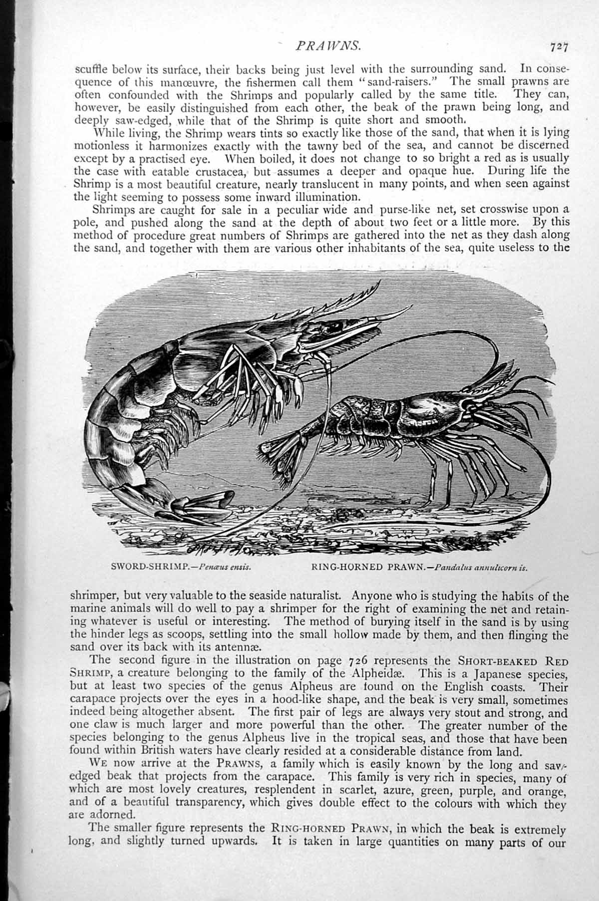 Antique Old Print Sword-Shrimp Penoeus Ensis Ring-Horned Prawn Pandalus C1890