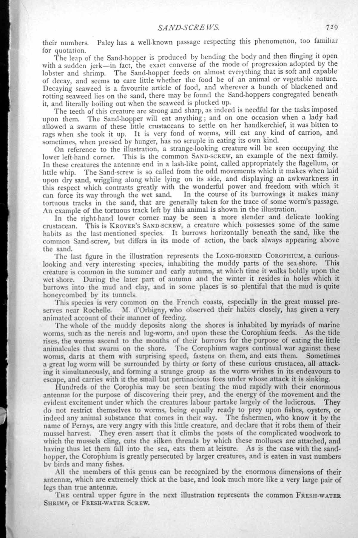 Old Print Fresh-Water Shrimp Whale-Louse Mantis Shrimp Wood-Boring C1890 19th