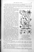 Old Antique Print Molucca Crab Pycnogonum Littorale Phoxichilidium C1890 19th