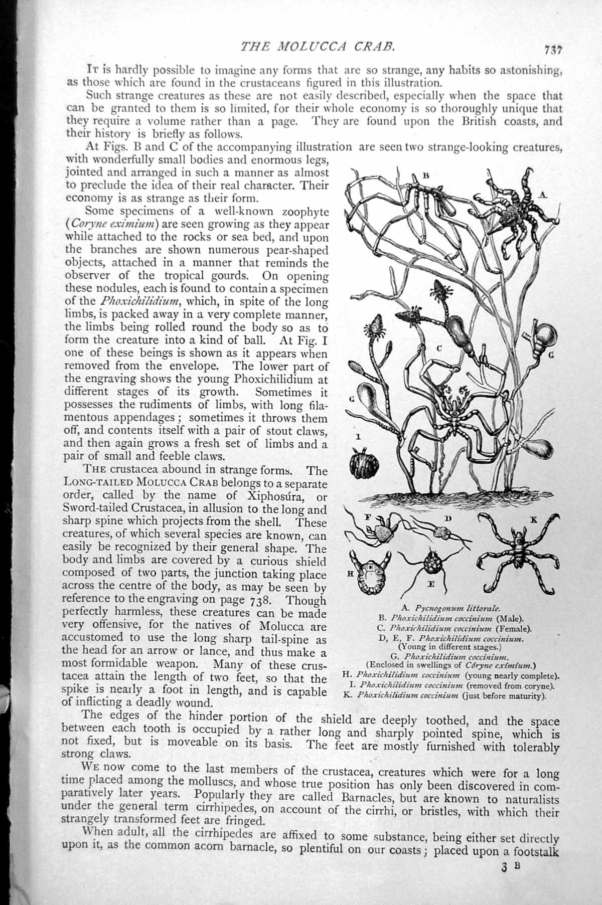 Old Antique Print Molucca Crab Pycnogonum Littorale Phoxichilidium C1890 19th