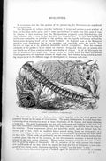 Old Cross-Fish Reproducing Gibbous Starlet Knotty Cushion-Star C1890 Victorian