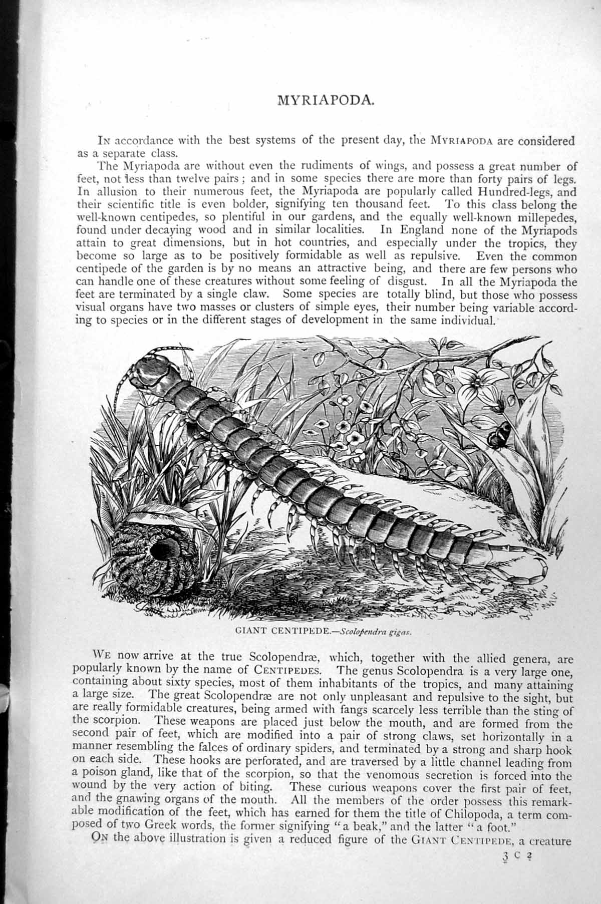 Old Cross-Fish Reproducing Gibbous Starlet Knotty Cushion-Star C1890 Victorian