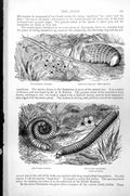 Antique Print Portuguese Man-Of-War Venus' Girdle Sallee Man Acalepha C1890