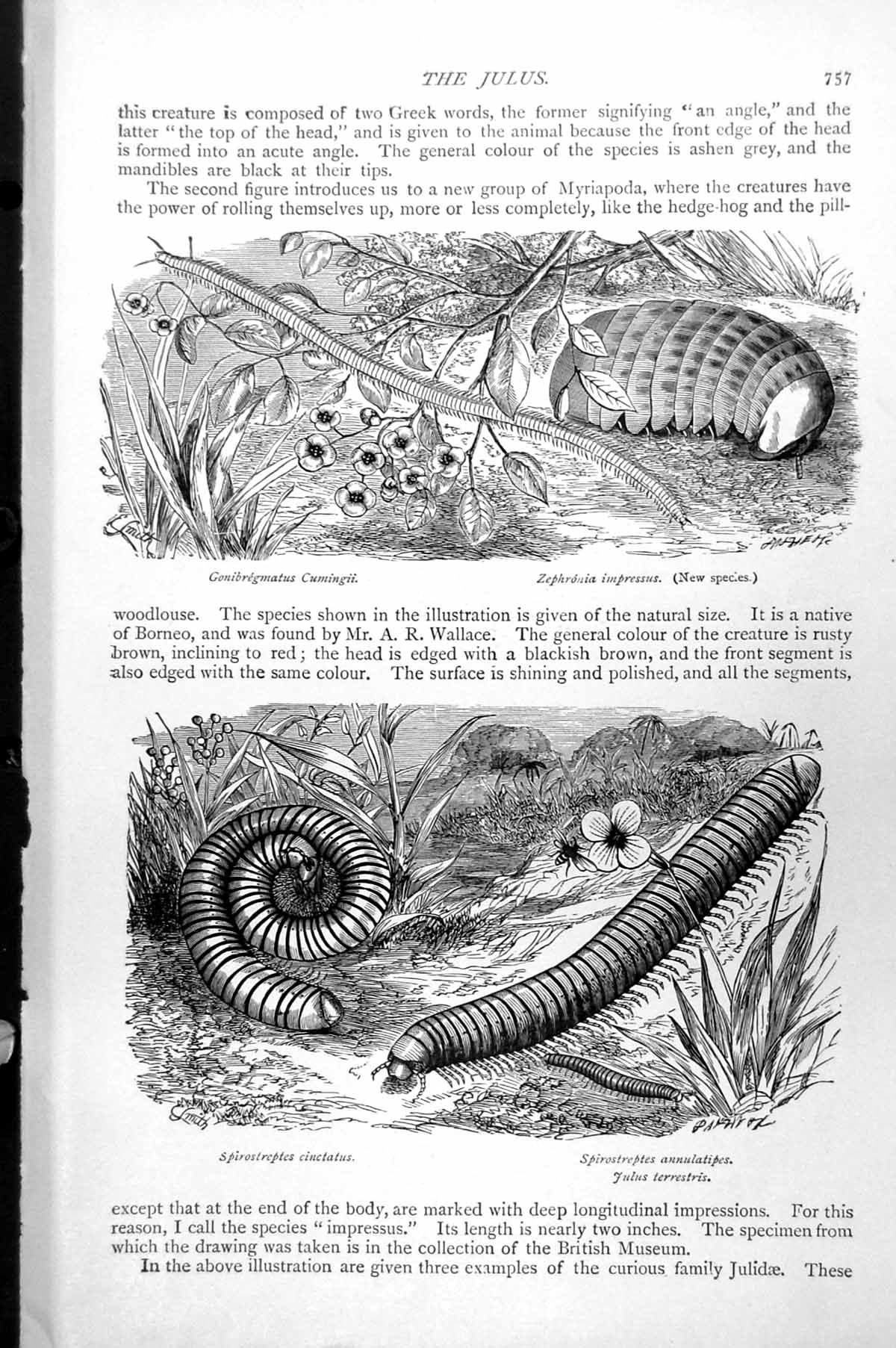 Antique Print Portuguese Man-Of-War Venus' Girdle Sallee Man Acalepha C1890