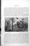 Old Jelly Fish Rhizostoma Cuvieri Medusa Aurita Cyanoea Capillata C1890 19th