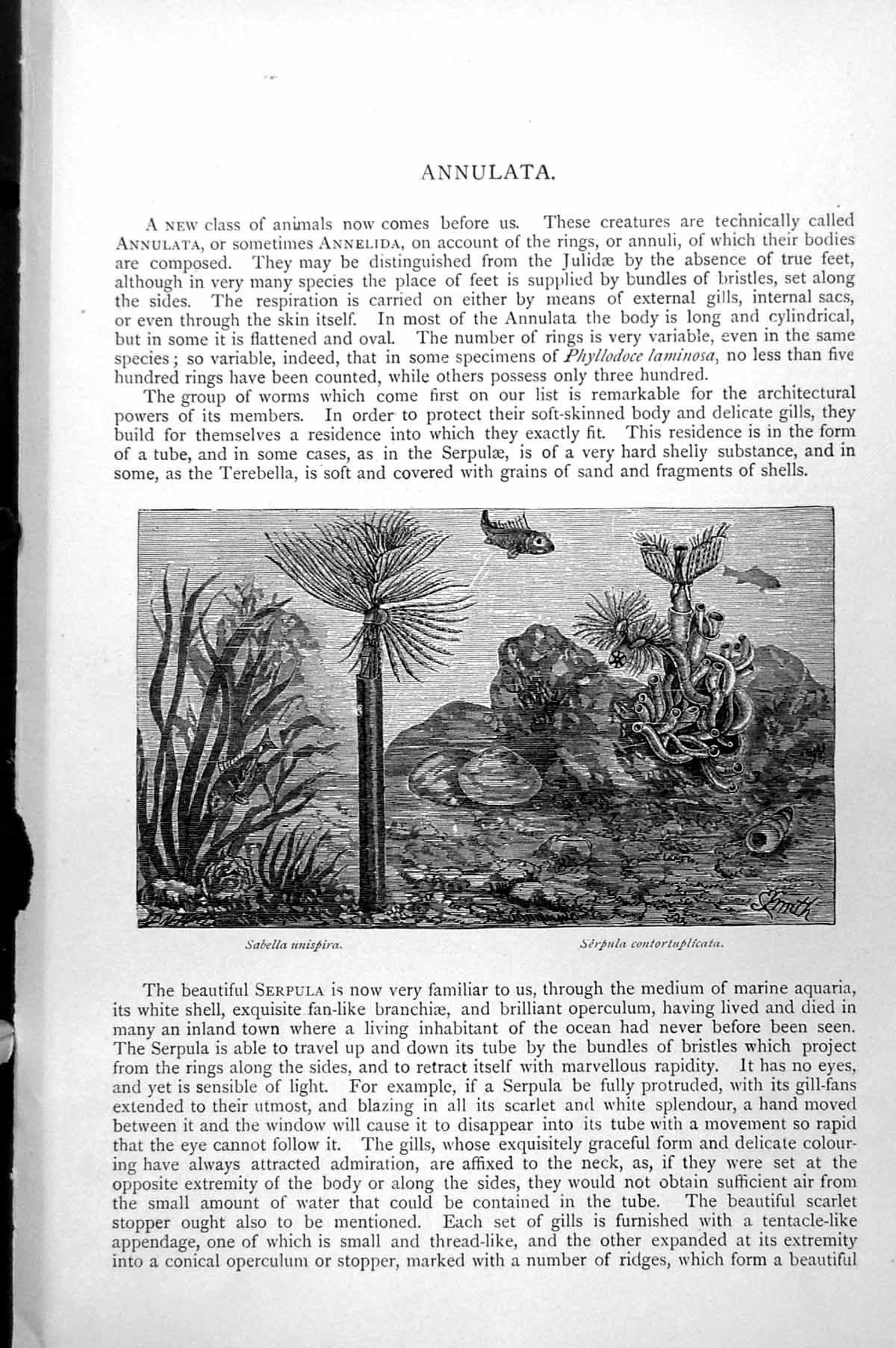 Old Jelly Fish Rhizostoma Cuvieri Medusa Aurita Cyanoea Capillata C1890 19th