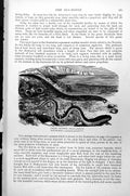 Old Print Corals Devonshire Cup With Side Buds Skeleton Tuft Endive C1890 19th