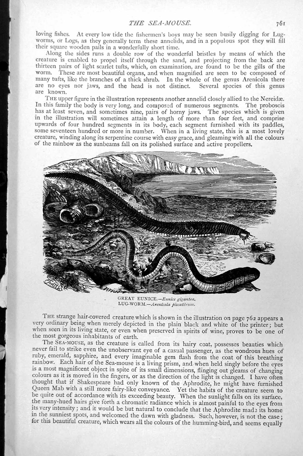 Old Print Corals Devonshire Cup With Side Buds Skeleton Tuft Endive C1890 19th