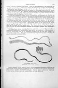 Antique Print Rhizopoda Polystomella Quinqueloculina Bulimina Oolina C1890 19th