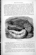 Original Old Antique Print Sponges Eptune'S Cup Thalassema Neptuni C1890 19th