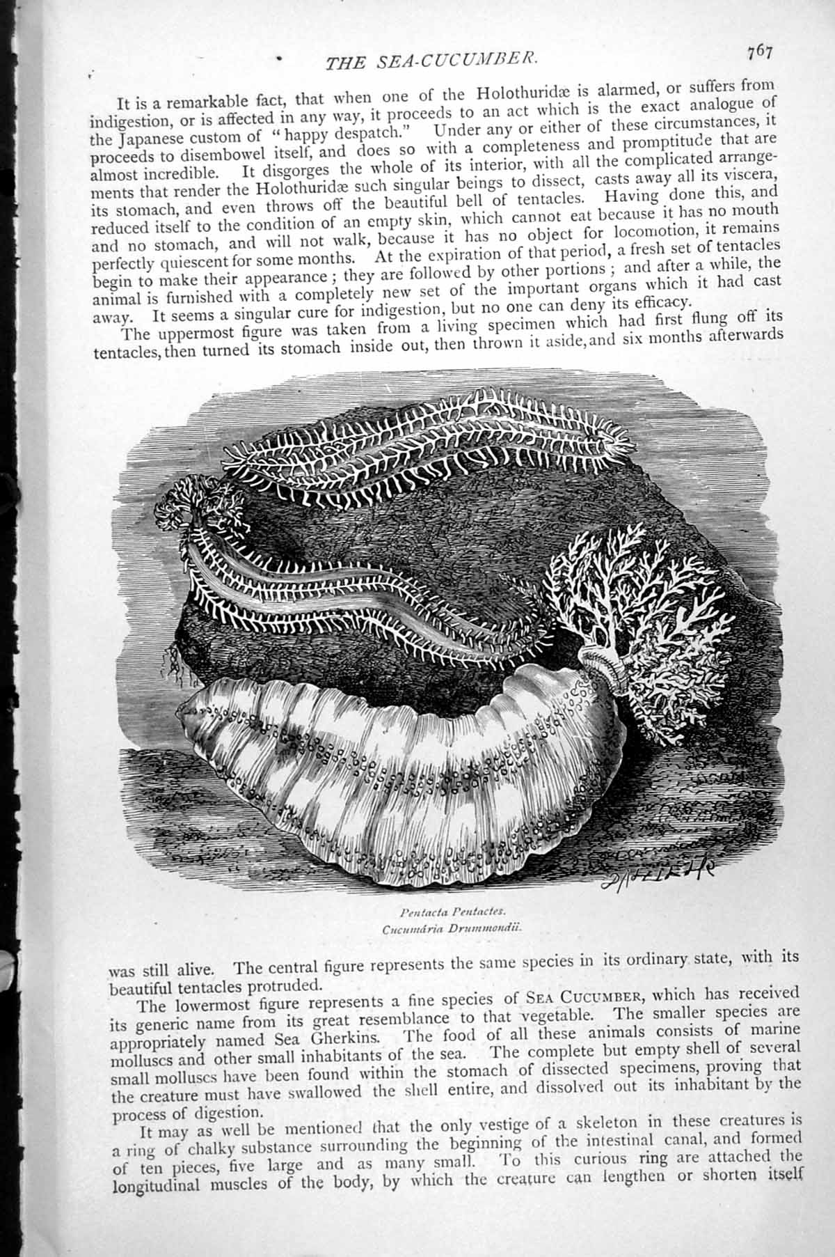 Original Old Antique Print Sponges Eptune'S Cup Thalassema Neptuni C1890 19th