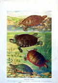 Antique Old Print American Turtles Malaclemys Lesueri Centrata Colour C1890