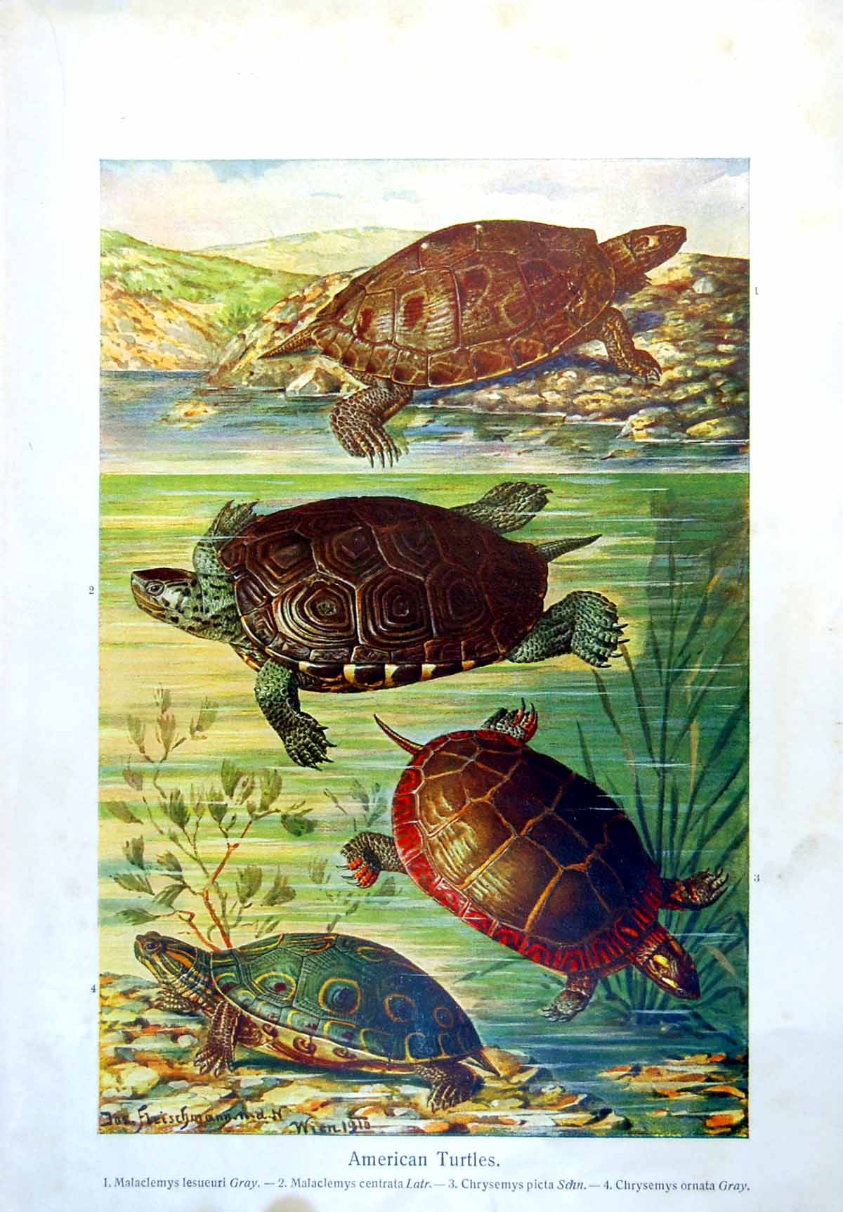 Antique Old Print American Turtles Malaclemys Lesueri Centrata Colour C1890