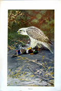 Antique Print Falcon Caught Mallard Drake Pine Foliage Beyond Colour C1890 19th