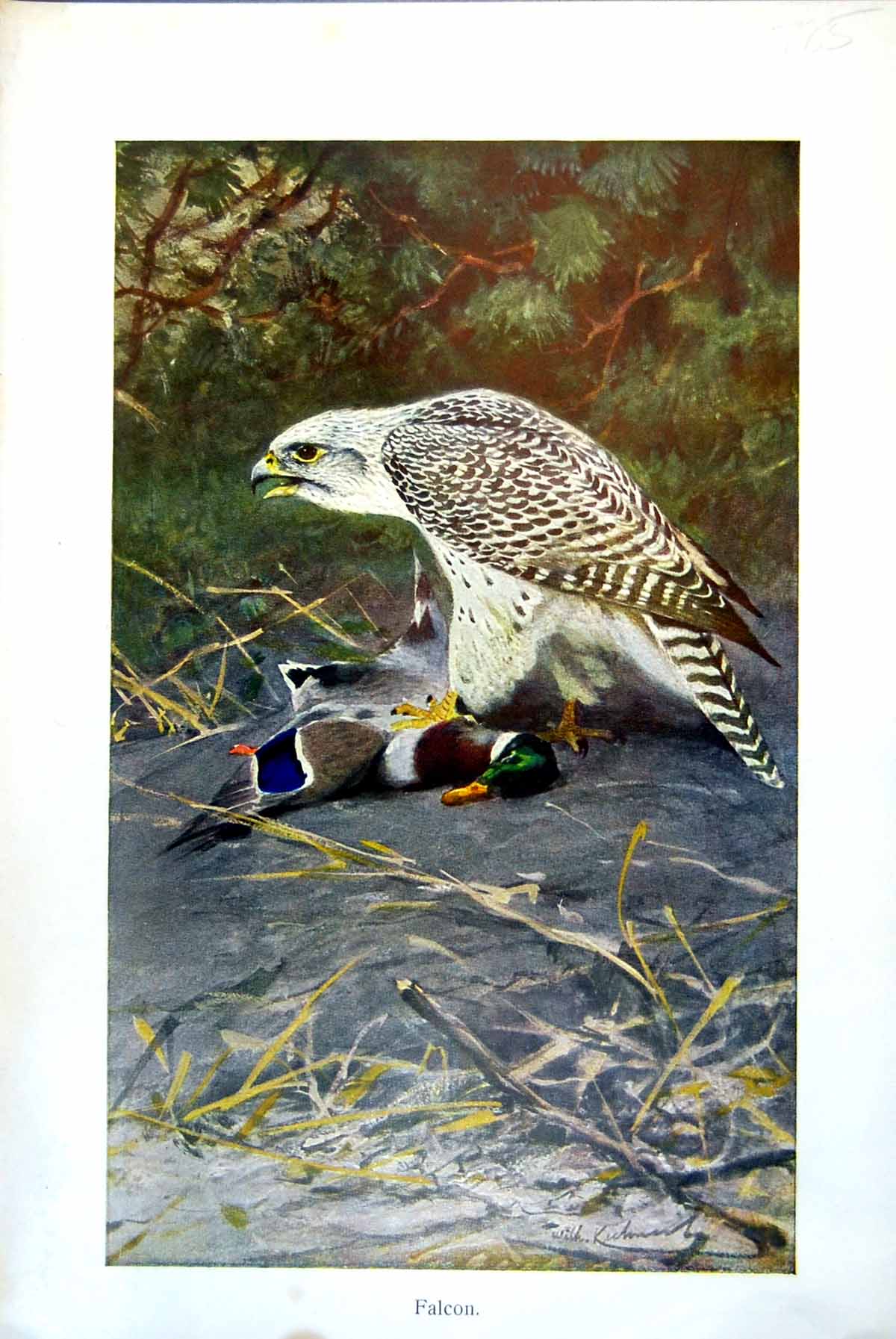 Antique Print Falcon Caught Mallard Drake Pine Foliage Beyond Colour C1890 19th