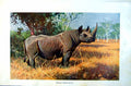 Original Old Antique Print African Rhinoceros Grassland Trees Colour C1890 19th