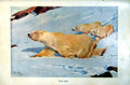 Original Old Antique Print Polar Bear Two Cubs Snowy Slope Colour C1890 19th