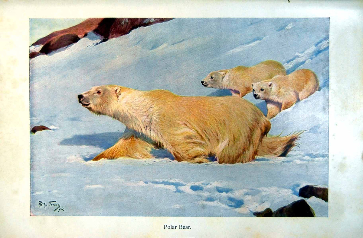 Original Old Antique Print Polar Bear Two Cubs Snowy Slope Colour C1890 19th