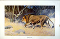 Original Old Antique Print Massai Lion Male Prowling Bush Colour C1890 19th
