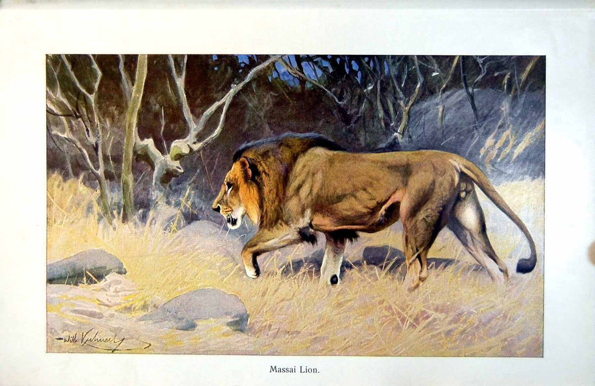Original Old Antique Print Massai Lion Male Prowling Bush Colour C1890 19th