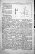 Old Print Composition Ornamental Angles Nature Leaf Woody Nightshade 1857 19th