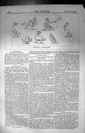 Antique Old Print Builder 1860 Architecture Medaeval Groteques Neckar Street
