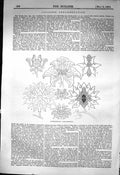Old Antique Print Japanese Ornamentation Anthemion Ornaments 1863 Builder 19th