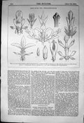 Old Leaf Buds Ornamentation Horse Chestnut Dogwood Lilac 1863 Builder Victorian