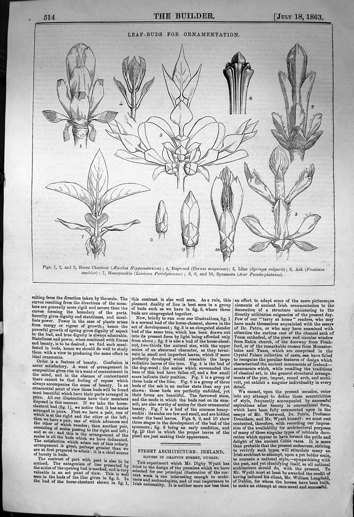 Old Leaf Buds Ornamentation Horse Chestnut Dogwood Lilac 1863 Builder Victorian