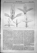 Old Antique Print Flowers Aucuba Lauristinus Privet Vulgare 1863 Builder 19th