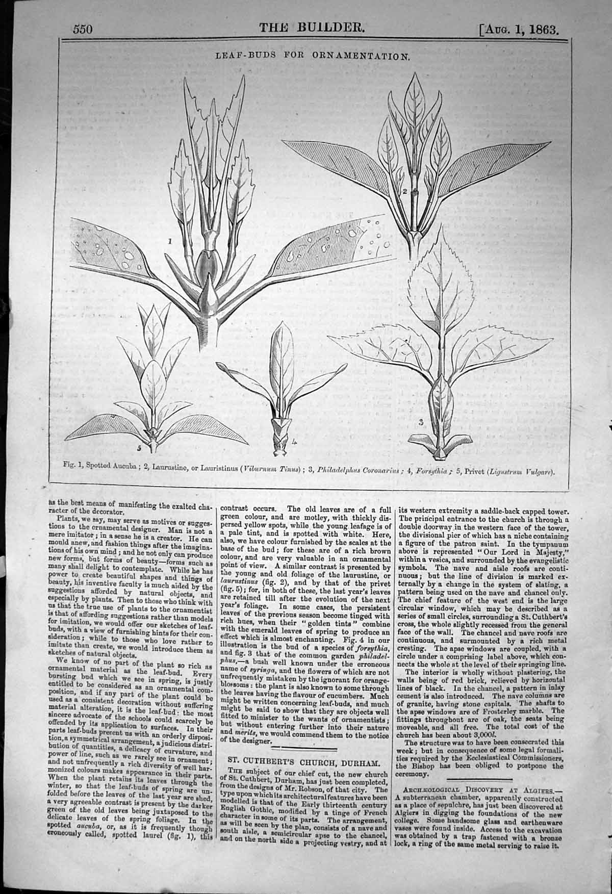 Old Antique Print Flowers Aucuba Lauristinus Privet Vulgare 1863 Builder 19th