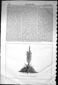 Old Yucca Pendula Hardy Evergreen Fine-Foliaged Type Plant 1871 Build Victorian