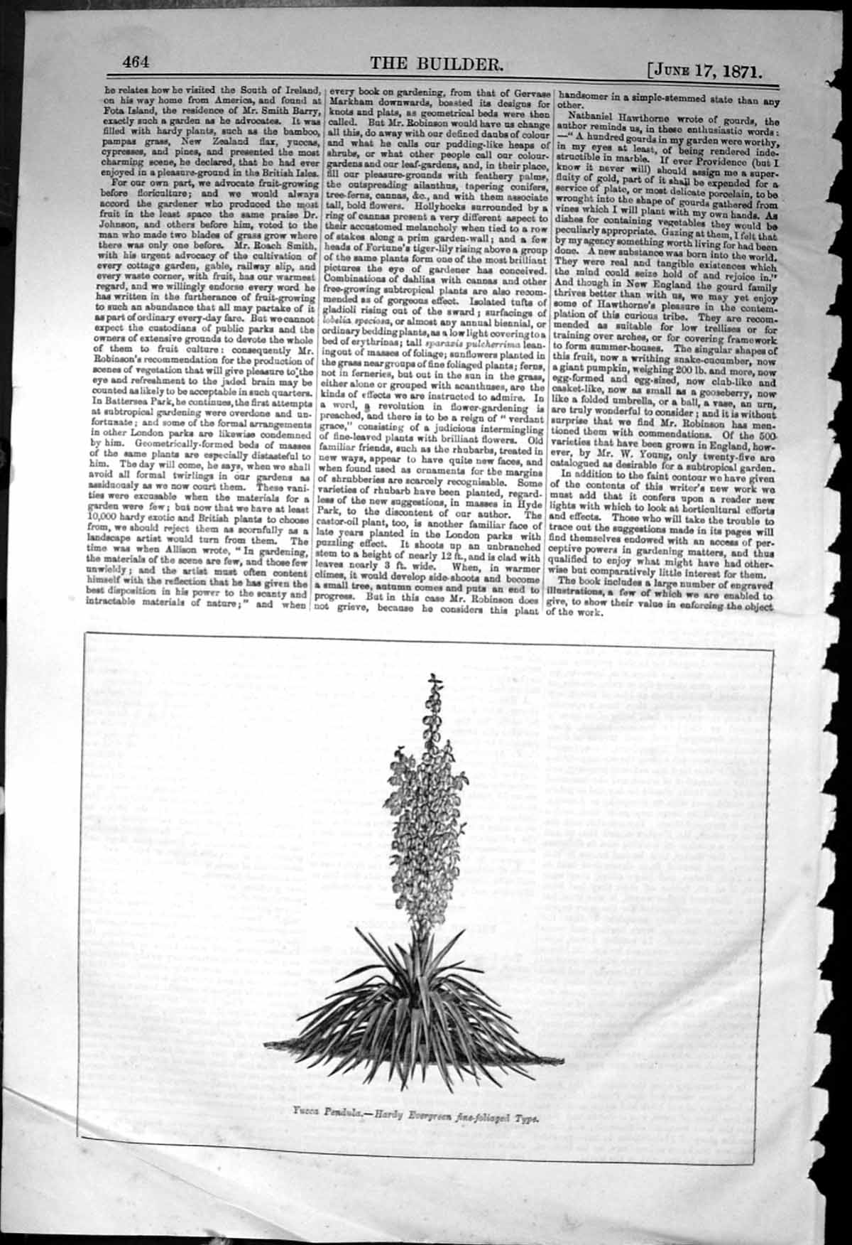 Old Yucca Pendula Hardy Evergreen Fine-Foliaged Type Plant 1871 Build Victorian
