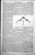 Old Antique Print Mosaic At Palermo Thirteenth Century Peacocks Tree 1885 19th