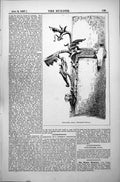Antique Old Print Link Her Siena Fourteenth Century Quasi Animal Form 1887 19th