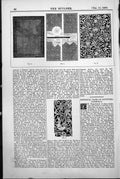 Antique Print Ornament Designs Lewis Day Broken Patches Curves Flowers 1888