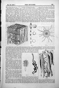 Old Living Cells Wood Bordered Pit Roots Epidermis Sap Wood Leaves 1888 19th