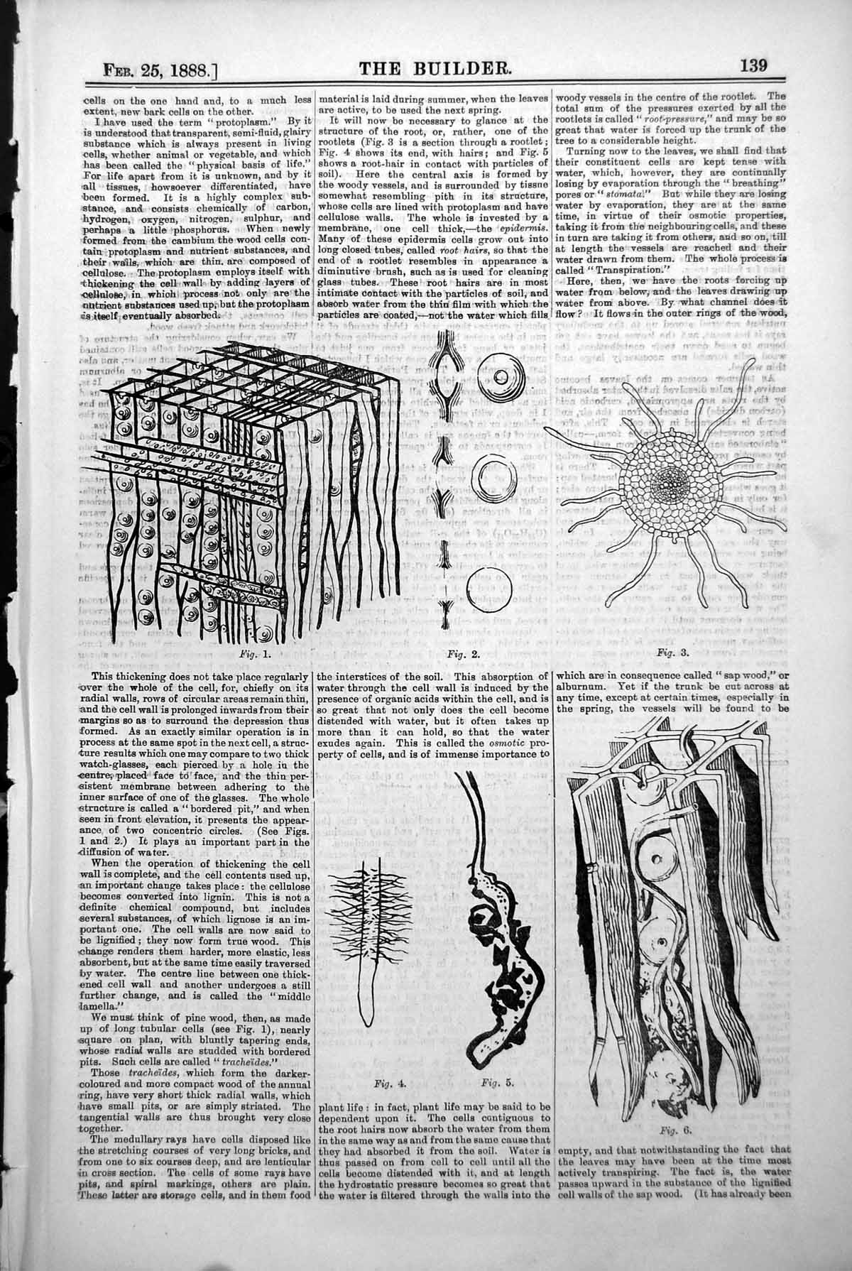 Old Living Cells Wood Bordered Pit Roots Epidermis Sap Wood Leaves 1888 19th