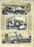Original Old Antique Print 1858 Avignon Race-Course Cattle Sheep Godard Balloon