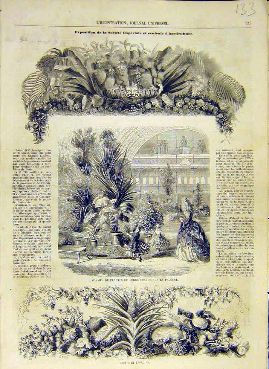Original Old Antique Print 1858 Horticulture Society Plants Fruit Vegetables