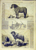 Original Old Antique Print 1858 Agriculture Review Horse Sheep Plough Brebis