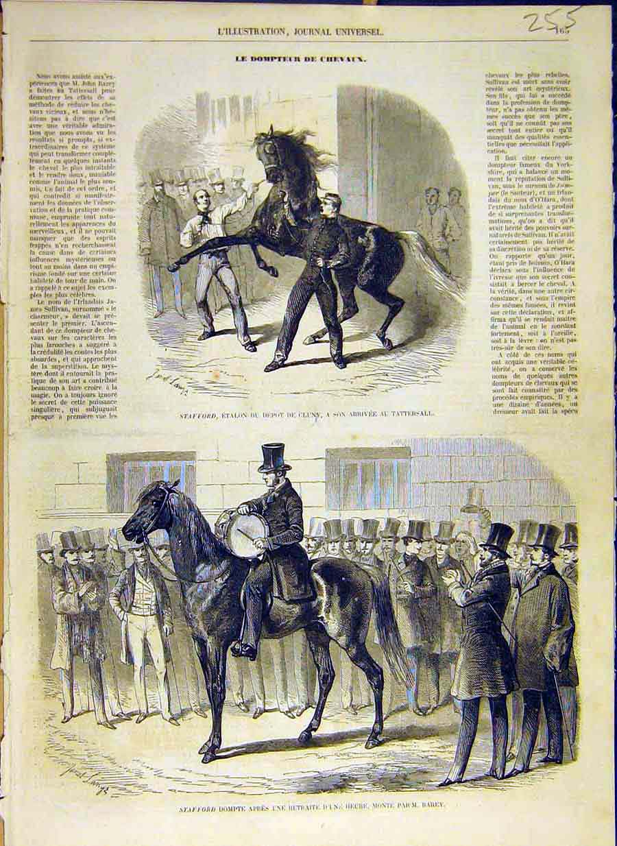 Original Old Antique Print 1858 Stafford Stallion Tattersall Horse Rarey 19th