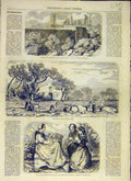 Original Old Antique Print 1858 Ollioules Immortal Crown Plants French Victorian