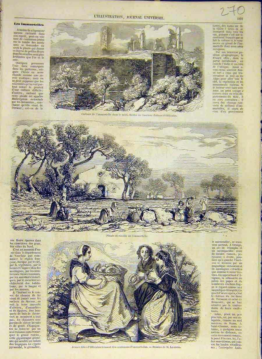 Original Old Antique Print 1858 Ollioules Immortal Crown Plants French Victorian
