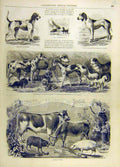 Old Antique Print Dogs Sport Terrier Race Canine Animal Cattle Sheep Pig
