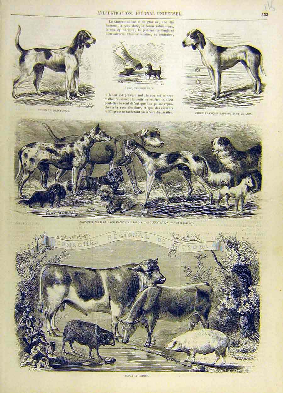 Old Antique Print Dogs Sport Terrier Race Canine Animal Cattle Sheep Pig