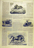 Original Old Antique Print Horses Animals Deer Axis Gnu Acclimatation Garden